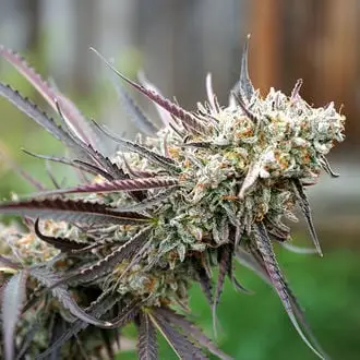 Ice Cream Cake Fast Flowering cannabis seeds by Humboldt Seed Organization