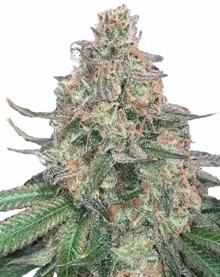 Ice Cream Cake cannabis seeds