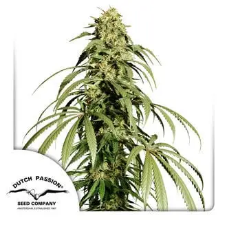 Ice Cream Haze cannabis seeds by Dutch Passion