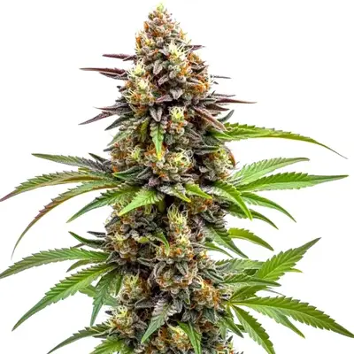 Ice Cream x SFV OG cannabis seeds