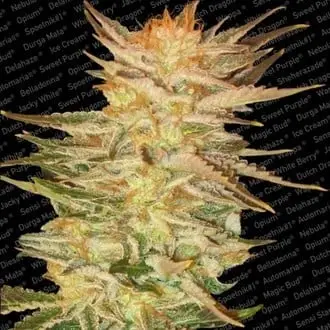 Ice Cream cannabis seeds by Paradise Seeds