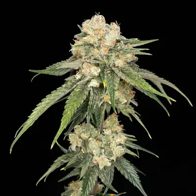 Ice Dream Cake cannabis seeds