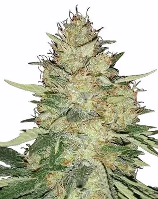 Ice Feminized Seeds for Sale cannabis seeds