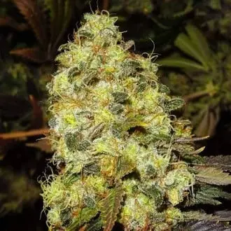 Ice cannabis seeds by Royal Queen Seeds