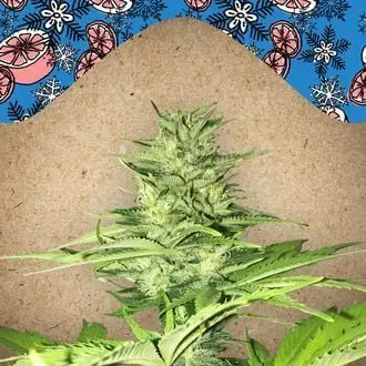 ICED Grapefruit cannabis seeds