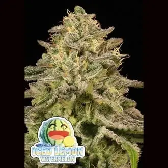 Iced Lemon Watermelon cannabis seeds by Anesia Seeds