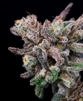 Iced Sangria cannabis seeds