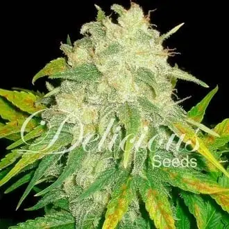 Il Diavolo cannabis seeds by Delicious Seeds