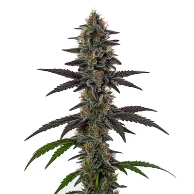 Illemonati cannabis seeds by Blimburn Seeds