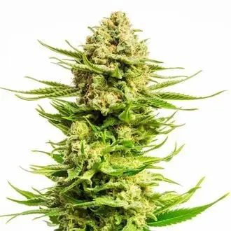 Indica Cream cannabis seeds