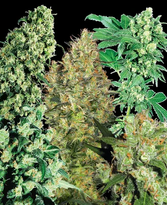 Indoor Mix cannabis seeds