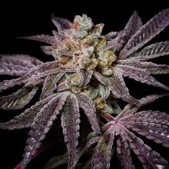 Insanity OG cannabis seeds by Pure Instinto