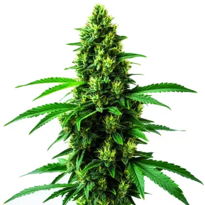 Irish Cream cannabis seeds by Blimburn Seeds