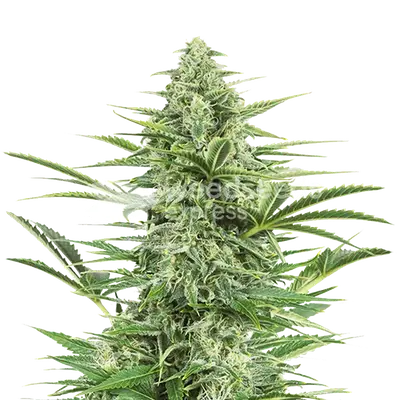 Island Sweet Skunk cannabis seeds