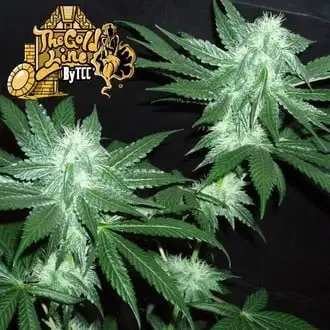 Italian Ice cannabis seeds