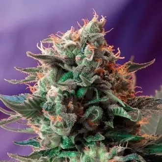 Jack 47 - F1 Fast Version cannabis seeds by Sweet Seeds