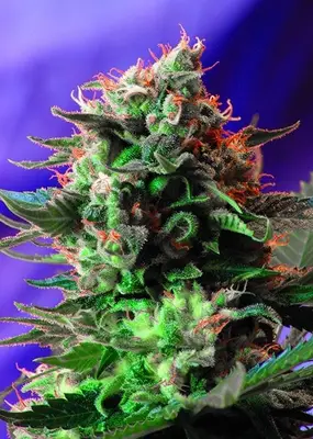 Jack 47 F1 Fast cannabis seeds