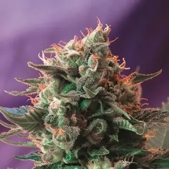 Jack 47 cannabis seeds by Sweet Seeds