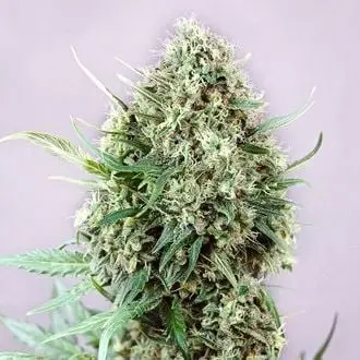 Jack Diesel cannabis seeds by Positronics Seeds