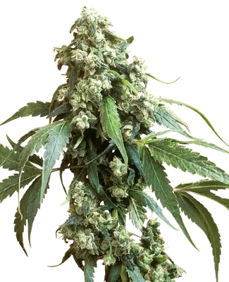 Jack Flash #5 cannabis seeds