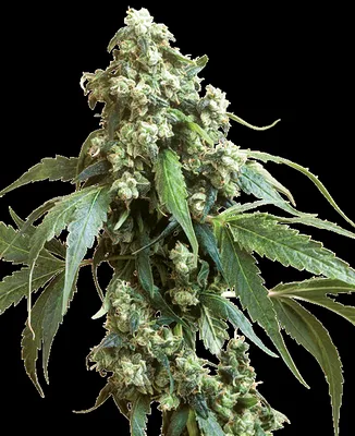 Jack Flash cannabis seeds