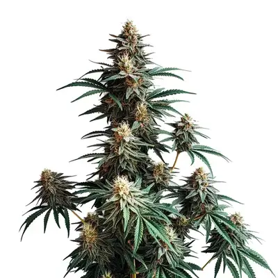 Jack Herer Fast Version cannabis seeds