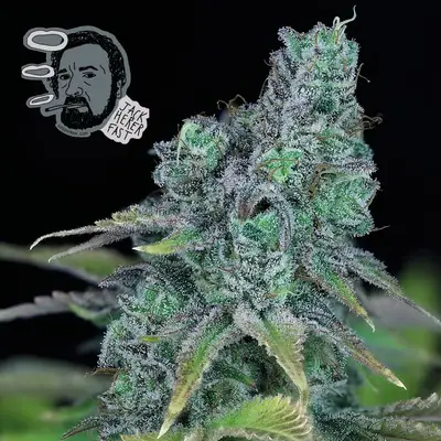 Jack Herer Fast cannabis seeds