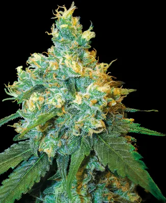 Jack Herer® cannabis seeds