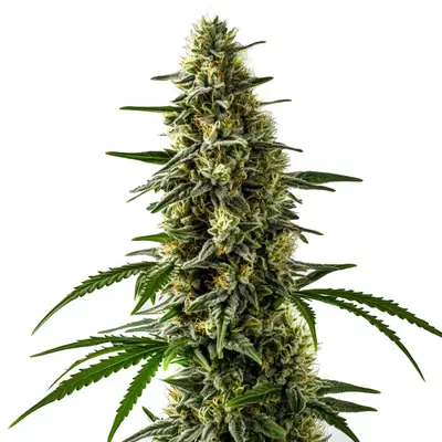Jack Herer x Skunk cannabis seeds by Blimburn Seeds