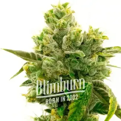 Jack Herer x Super Skunk cannabis seeds