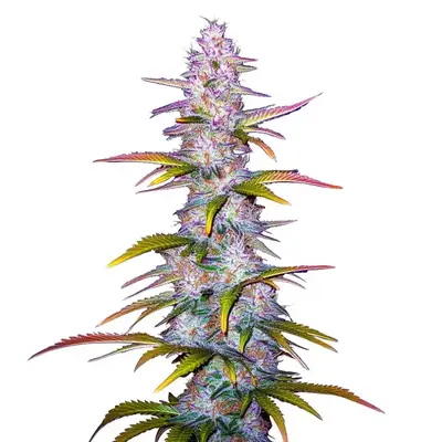 Jack Horror cannabis seeds by Blimburn Seeds