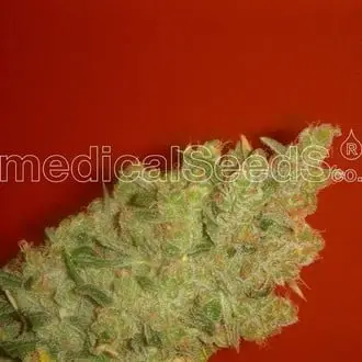 Jack La Mota cannabis seeds