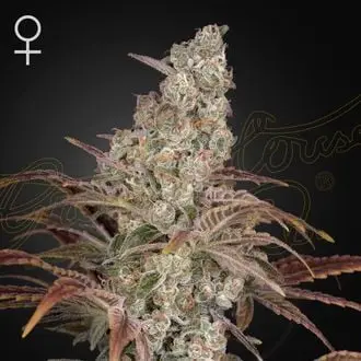 Jack's Dream cannabis seeds