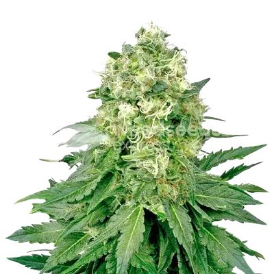 Jack Widow cannabis seeds