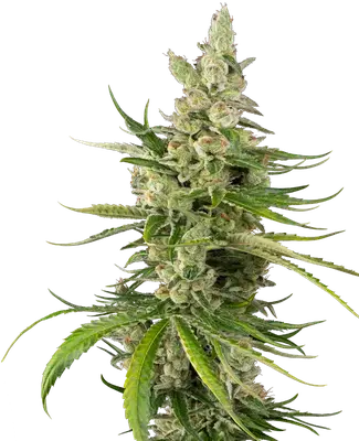 Jackuzzi cannabis seeds