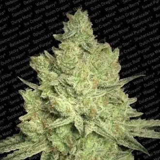 Jacky White cannabis seeds by Paradise Seeds