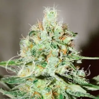 Jägg Kush cannabis seeds by Delicious Seeds