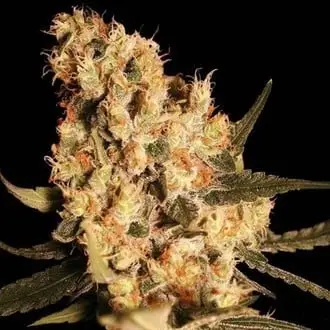 Jamaican Dream cannabis seeds
