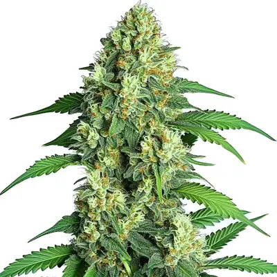 Jamaican cannabis seeds by Blimburn Seeds