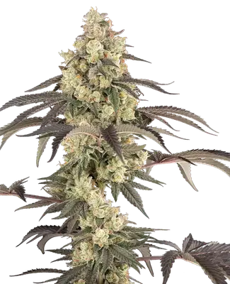 Jealousy Glaze cannabis seeds