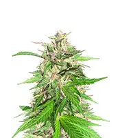 Jealousy Kush cannabis seeds