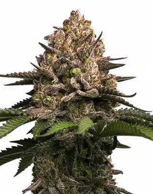 Jealousy cannabis seeds