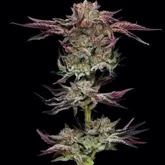 Jelly Donutz cannabis seeds