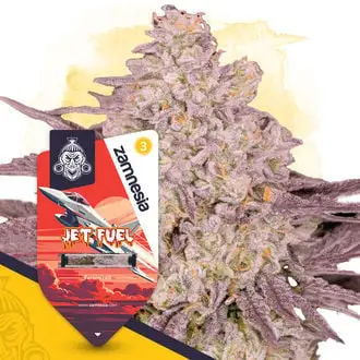 Jet Fuel cannabis seeds by Zamnesia Seeds
