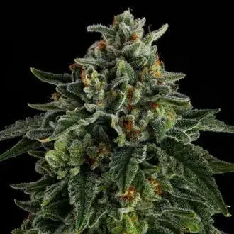Jet Puft cannabis seeds by Compound Genetics