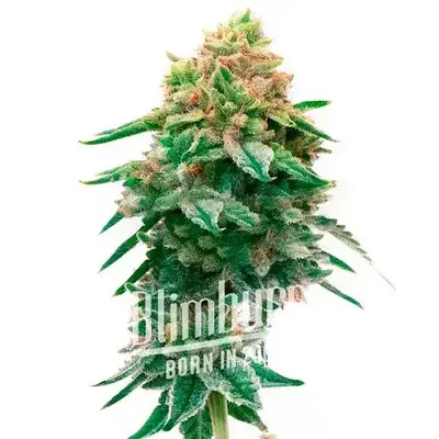 Jilly Bean cannabis seeds