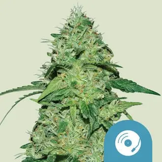 Joanne's CBD cannabis seeds