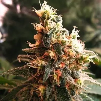 Jock Horror cannabis seeds by Nirvana Seeds