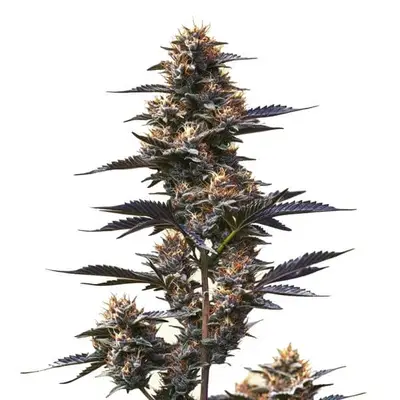 Jokerz cannabis seeds by Blimburn Seeds