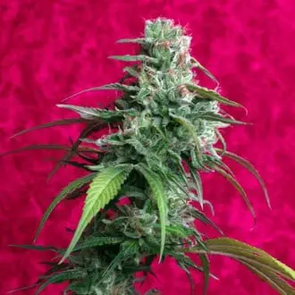 Juanita La Lagrimosa cannabis seeds